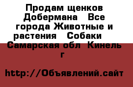 Продам щенков Добермана - Все города Животные и растения » Собаки   . Самарская обл.,Кинель г.